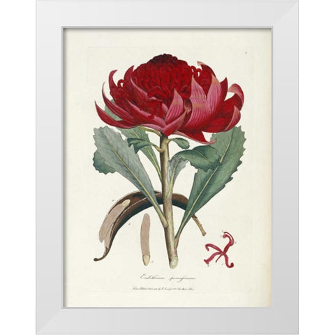 A Specimen of The Botany of New Holland White Modern Wood Framed Art Print by Smith, James Edward