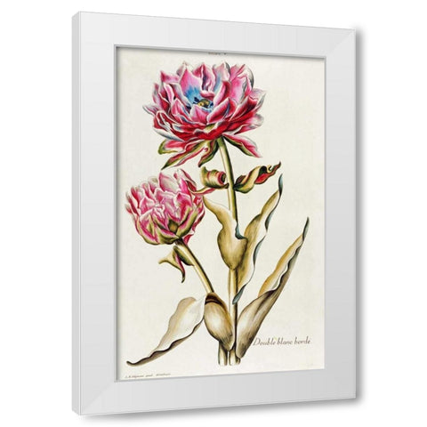 A Double White Edged Tulip White Modern Wood Framed Art Print by Trew, Christoph Jacob