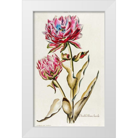 A Double White Edged Tulip White Modern Wood Framed Art Print by Trew, Christoph Jacob
