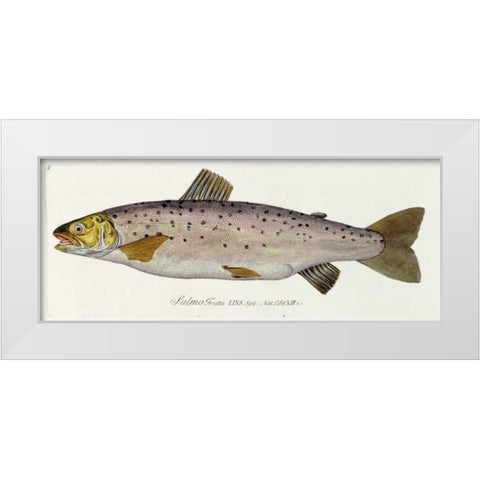 Salmon Engraving White Modern Wood Framed Art Print by Von Meidinger, Baron Carl