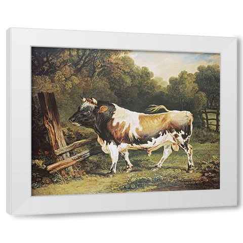 A Bull of The Alderney Breed White Modern Wood Framed Art Print by Ward, James