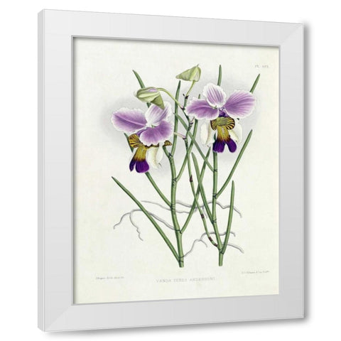 The Orchid Album Plate 475 White Modern Wood Framed Art Print by Warner, Robert
