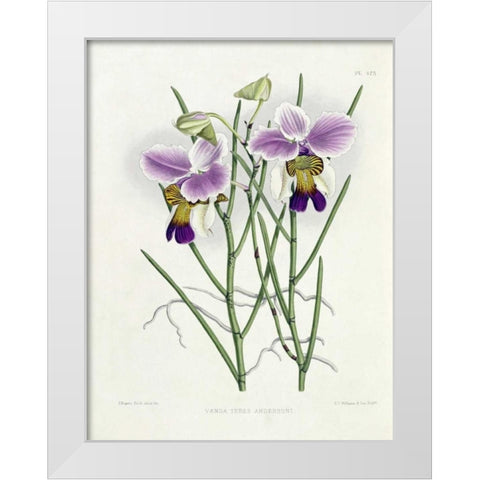 The Orchid Album Plate 475 White Modern Wood Framed Art Print by Warner, Robert