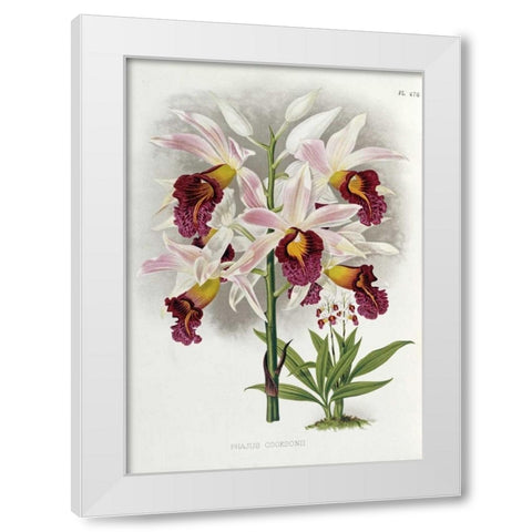 Phajus Cocksonii White Modern Wood Framed Art Print by Warner, Robert