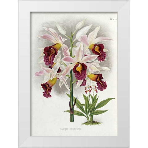Phajus Cocksonii White Modern Wood Framed Art Print by Warner, Robert