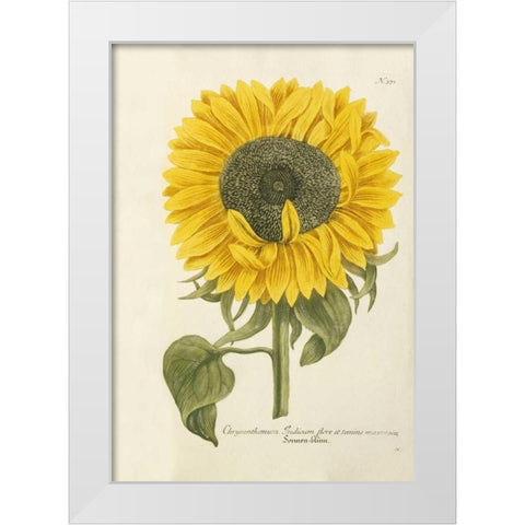 Sun Flower White Modern Wood Framed Art Print by Weinmann, Johann Wilhem