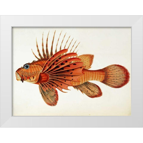 Fishes Found on The Coast of Ceylon White Modern Wood Framed Art Print by Bennett, John Whitchurch