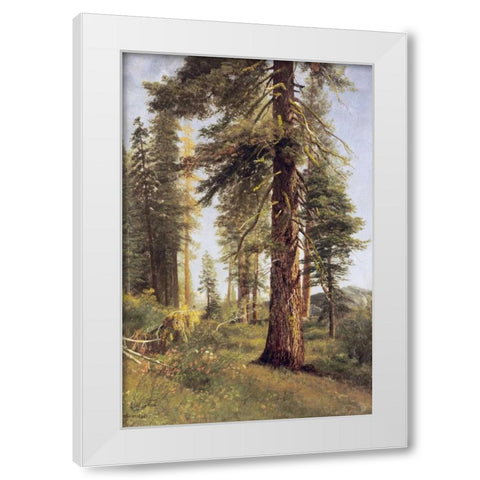 California Redwoods White Modern Wood Framed Art Print by Bierstadt, Albert