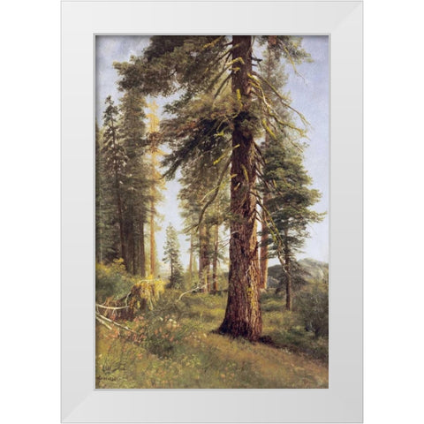 California Redwoods White Modern Wood Framed Art Print by Bierstadt, Albert