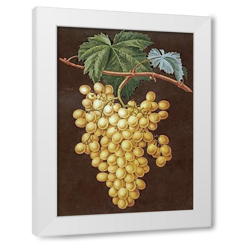 Alexandria Grapes White Modern Wood Framed Art Print by Brookshaw, George