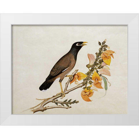 A Minah Bird Perched on a Flowering Branch White Modern Wood Framed Art Print by Calcutta School