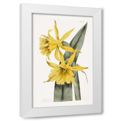 Narcissi White Modern Wood Framed Art Print by Curtis, William