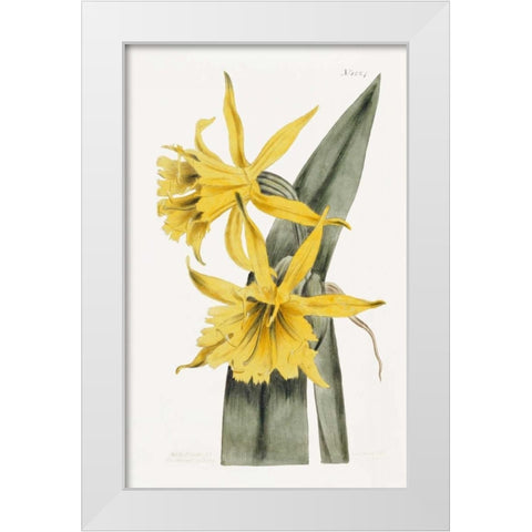 Narcissi White Modern Wood Framed Art Print by Curtis, William