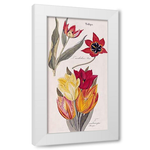 Tulips - Flora Universalis White Modern Wood Framed Art Print by Dietrich, David Nathaniel