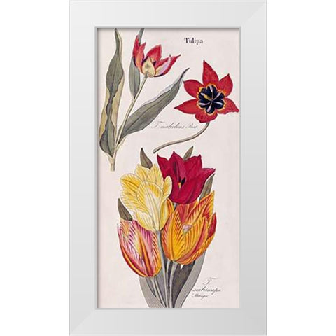 Tulips - Flora Universalis White Modern Wood Framed Art Print by Dietrich, David Nathaniel