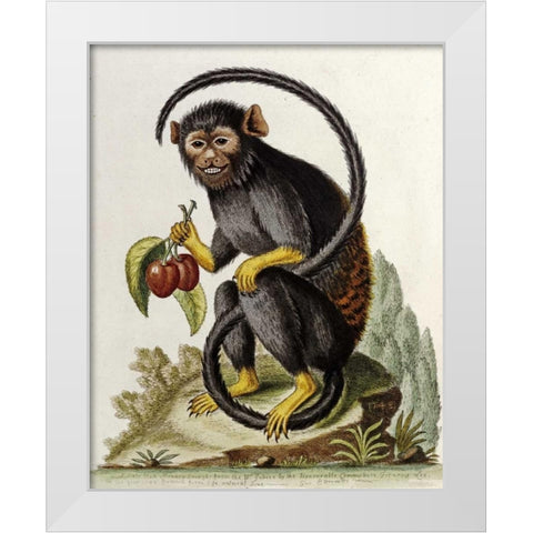 A Little Black Monkey White Modern Wood Framed Art Print by Edwards, George