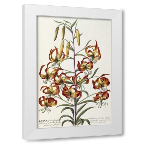 Lilium - Plantae Selectae White Modern Wood Framed Art Print by Ehret, George Dionysius