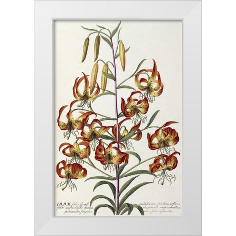 Lilium - Plantae Selectae White Modern Wood Framed Art Print by Ehret, George Dionysius