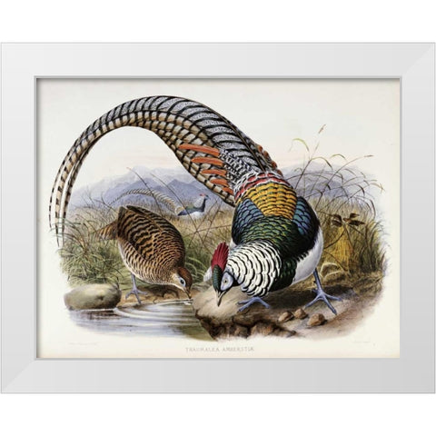 Family of Pheasants White Modern Wood Framed Art Print by Elliot, Daniel Giraud