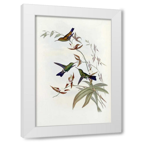 Family of Hummingbirds White Modern Wood Framed Art Print by Glover, John