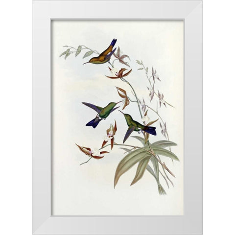 Family of Hummingbirds White Modern Wood Framed Art Print by Glover, John