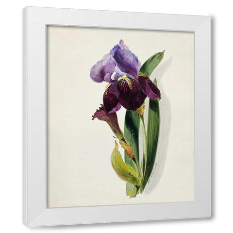 A Flag Iris White Modern Wood Framed Art Print by Holland, Thomas