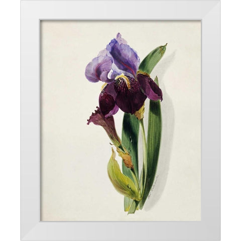 A Flag Iris White Modern Wood Framed Art Print by Holland, Thomas