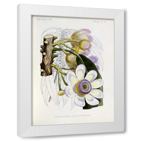 Membrillo White Modern Wood Framed Art Print by Keulemans, J.G.