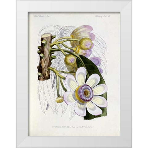 Membrillo White Modern Wood Framed Art Print by Keulemans, J.G.