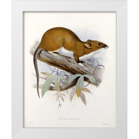Nectoma Ferruginea White Modern Wood Framed Art Print by Keulemans, J.G.