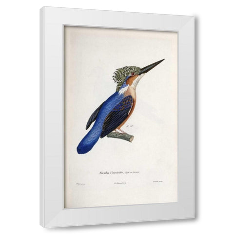 Malagasy Kingfisher White Modern Wood Framed Art Print by LaPlace, Cyrille Pierre Theodore