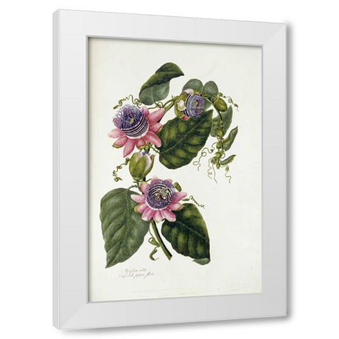 Passion Flowers White Modern Wood Framed Art Print by Lawrence, Mary