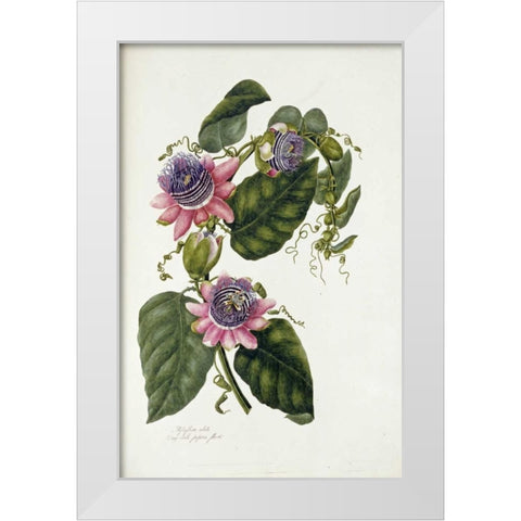 Passion Flowers White Modern Wood Framed Art Print by Lawrence, Mary
