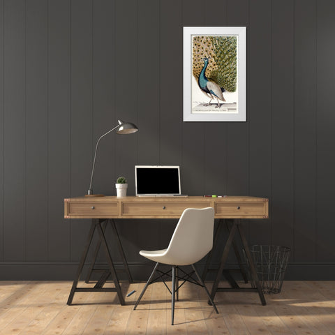 Male Peacock In Full Display White Modern Wood Framed Art Print by Leonhard, Johann
