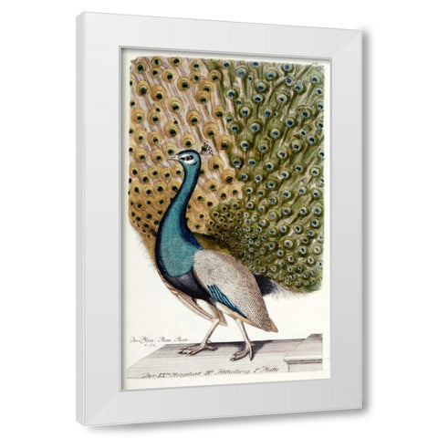 Male Peacock In Full Display White Modern Wood Framed Art Print by Leonhard, Johann