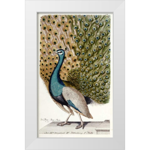 Male Peacock In Full Display White Modern Wood Framed Art Print by Leonhard, Johann