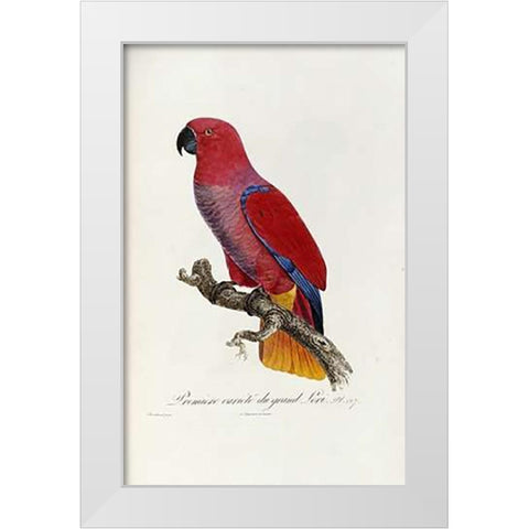 Histoire Naturelle Des Perroquets White Modern Wood Framed Art Print by Levaillant, Francois