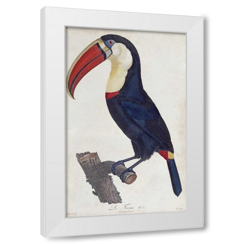 Toucan White Modern Wood Framed Art Print by Levaillant, Francois