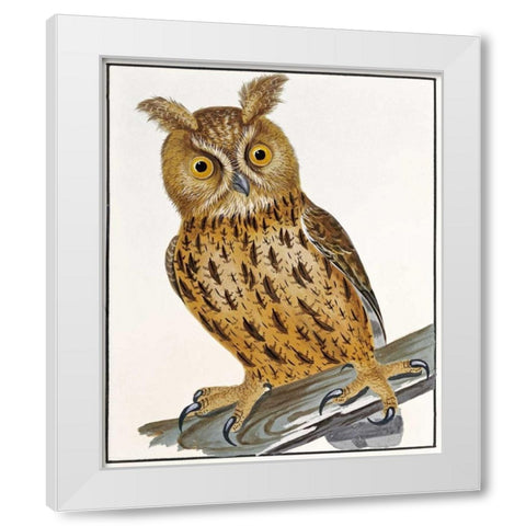 Owl White Modern Wood Framed Art Print by Lewin, William