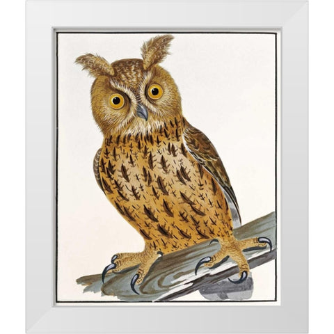 Owl White Modern Wood Framed Art Print by Lewin, William