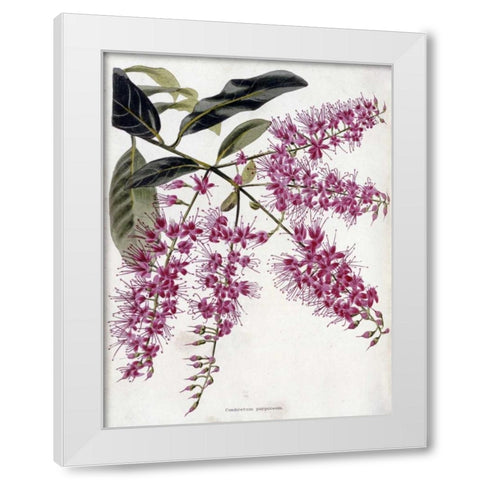 Combretum Purpureum White Modern Wood Framed Art Print by Loddiges, Conrad