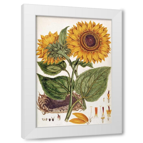 Sunflower White Modern Wood Framed Art Print by Miller, John