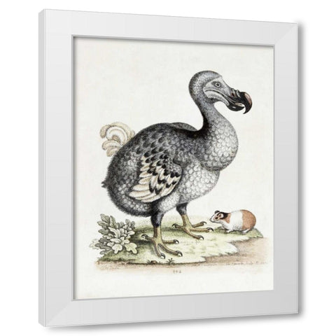 The Dodo White Modern Wood Framed Art Print by Nodder, Frederick P.