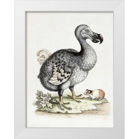 The Dodo White Modern Wood Framed Art Print by Nodder, Frederick P.