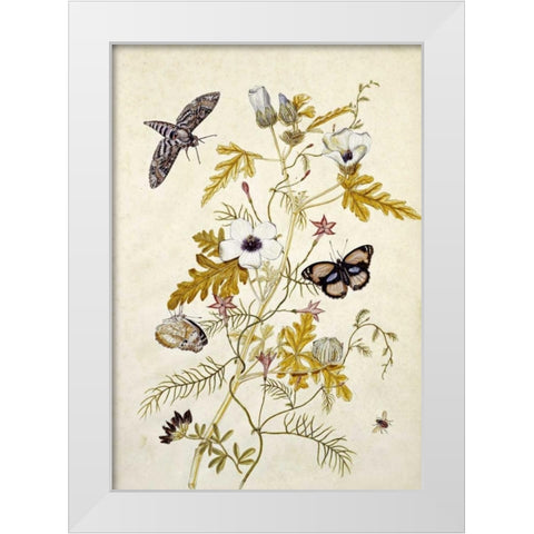 Scabious and a Cupid Flower White Modern Wood Framed Art Print by Robins, Thomas Jr.