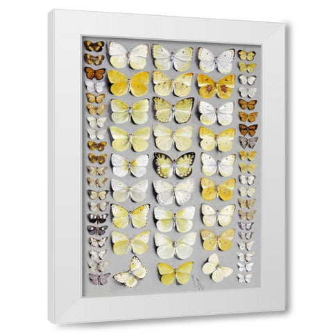 Sixty-Seven Lepidoptera White Modern Wood Framed Art Print by Rowan, Marian Ellis
