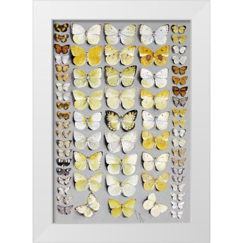 Sixty-Seven Lepidoptera White Modern Wood Framed Art Print by Rowan, Marian Ellis