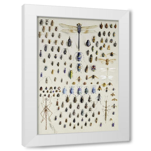 One Hundred and Fifty Insects White Modern Wood Framed Art Print by Rowan, Nmarian Ellis