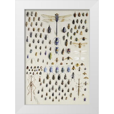 One Hundred and Fifty Insects White Modern Wood Framed Art Print by Rowan, Nmarian Ellis