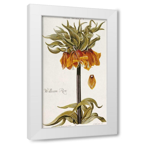 Corona Imperialis White Modern Wood Framed Art Print by Trew, Christoph Jacob